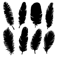 Hand drawn bird feathers, black silhouettes - 199669348