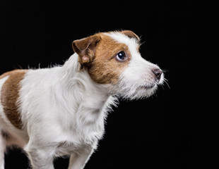 cute Jack Russell Terrier