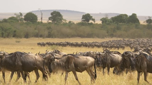 Wildebeests in Masai Mara