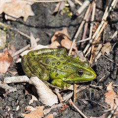 portrait of green frog (rana esculenta) sitting on natural ground