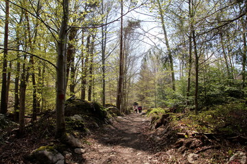 SENTIER FORESTIER