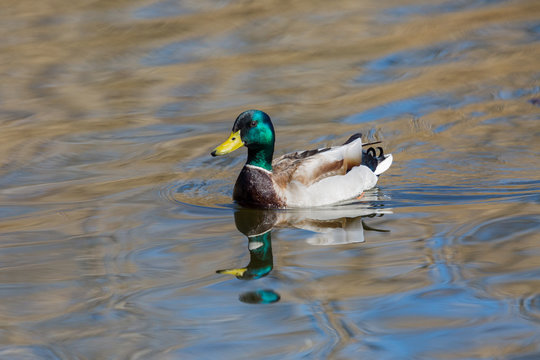 swimming male mallard duck (anas platyrhynchos), water, reflections