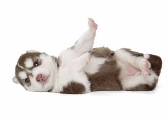 puppy Siberian husky isolated on white background