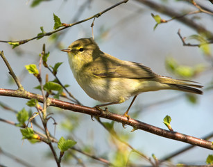 Willow Warbler