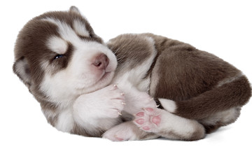 puppy Siberian husky isolated on white background