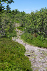 chemin dans le parc naturel du Pilat, loire