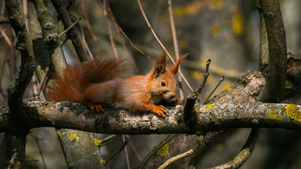 Wiewiórka pospolita (Sciurus vulgaris) na drzewie  parku miejskim © D'automne Dragon