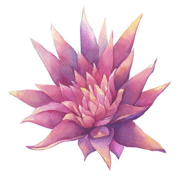 Blossoming tropical pink flower Aechmea fasciata, (Bromeliad, aechmea primera, silver vase, urn plant). Close up. Hand drawn watercolor painting illustration isolated on a white background.