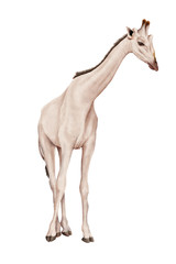 Fototapeta na wymiar illustration girafe blanc-photo-illustration-fond blanc