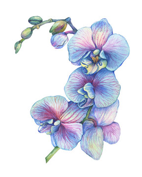 The branch of blossoming tropical blue flower orchid (Phalaenopsis orchid, Dendrobium). Floral art. Close up hybrid orchid. Hand drawn watercolor painting illustration isolated on a white background.