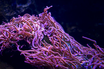 Fototapeta premium Pink anemone swaying in the water.