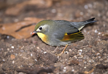 Pekin Robin