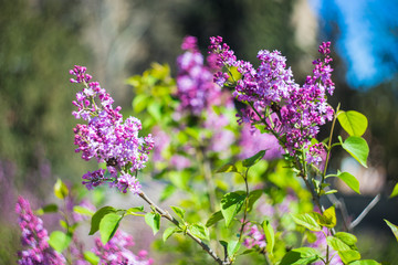 Blooming lilac bush