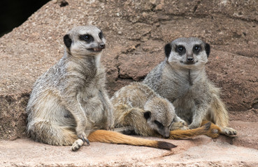 Smile for the camera