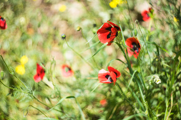 Red poppies flower