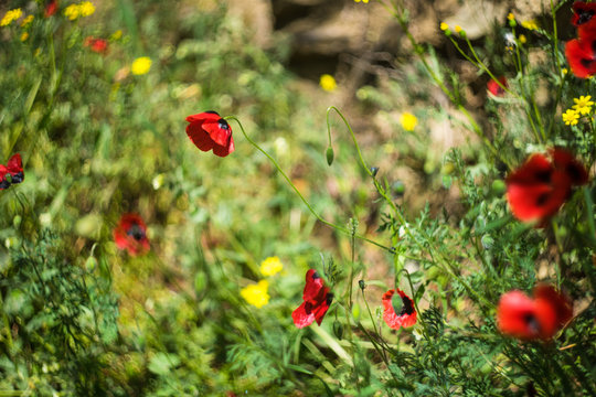 Red poppies flower
