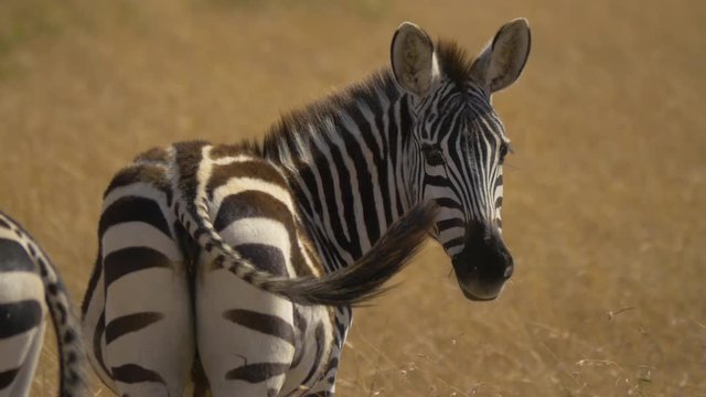 Rear view of a zebra