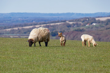 Fototapeta premium Sheep at Home on the South Downs in Sussex
