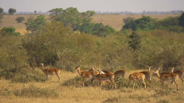 Female impalas in the savannah