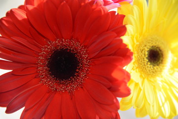 flower, gerbera, daisy, gerber, nature, red, orange, yellow, flowers, isolated, blossom, bouquet,...