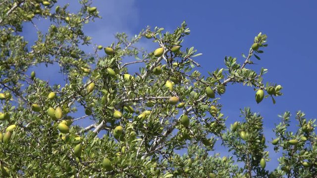 Argan nuts (Sapotaceae, Argania spinosa) growng on green tree branch in Morocco, 4k