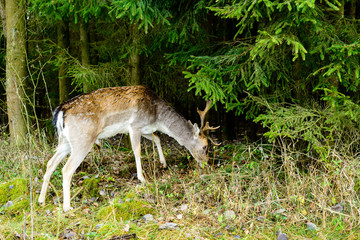 Wild deer eating grass at the forest