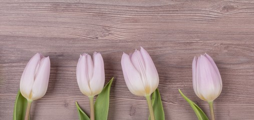 Four pink pastel spring love tulips parallel in row panorama. Beautiful present flowers for valentine's or mother's day, wedding, birthday, easter, girlfriend, wife, sweetheart. Wooden background