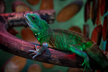 Naklejka na ściany i meble Green beautiful lizard or Lacertilia with big black eyes sitting on a on a wooden branch