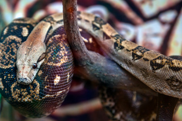 Close-up of a big green-brown python with black eyes on a wooden branch