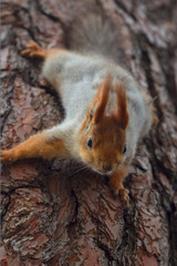 Fototapeta premium белка