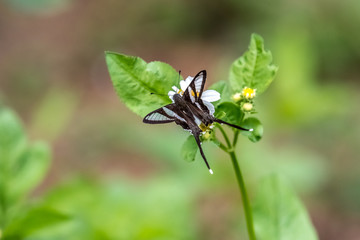 Fototapeta na wymiar White Dragontail (Lamproptera curius) drinking on plant