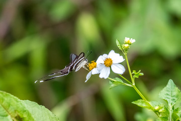 White Dragontail (Lamproptera curius) drinking on plant