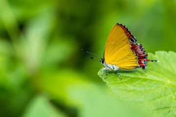 Obraz premium Purple Sapphire perching on plant