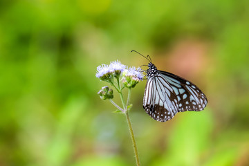 Glassy Tiger (Parantica aglea) perching on plant