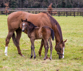 Foal and mother horse