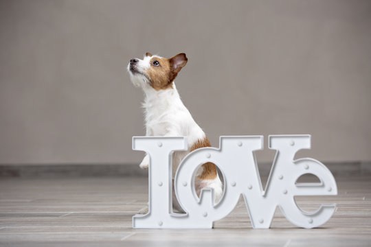 Dog with the inscription "Love"