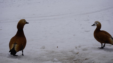 Winter in Moscow city
