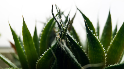 green plant on white background