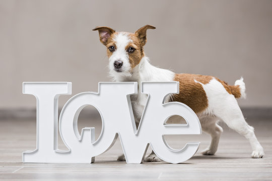Dog with the inscription "Love"