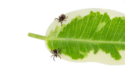 Two castor bean ticks on a green leaf. Ixodes ricinus. Dangerous parasitic mites with strips and red spot. It transmits encephalitis and Lyme borreliosis. Isolated on white background.