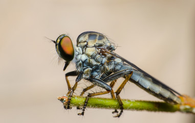 macro of robber fly on branch  with brown background in the park.