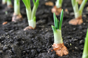 Obraz premium close-up of growing green onion plantation in the vegetable garden
