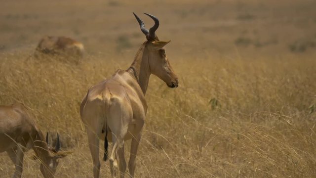 Coke's hartebeest male in Masai Mara