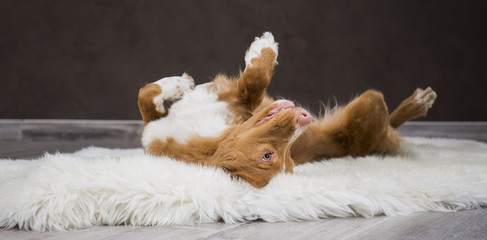 Nova Scotia duck tolling Retriever in the interior Studio