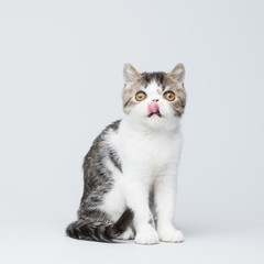 Obraz premium Cute exotic shorthair kitten on gray studio background