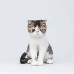 Fototapeta na wymiar Cute exotic shorthair kitten on gray studio background