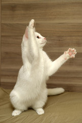 Fototapeta na wymiar White kitten on a gray background