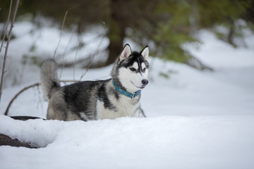 Siberian husky in winter Park