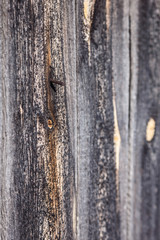abstract wood texture background with a branch and a rusty nail end. Vintage effect.