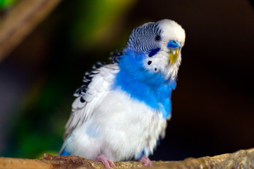 Close-up of a young beautiful blue-white parrot  or melopsittacus undulatus perched on a wooden branch